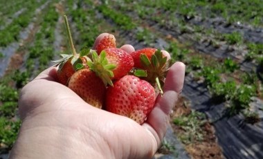 Konya'da hasat erken başladı! Organik ve yüksek aromalı: Fiyatı üreticiyi memnun etmedi...