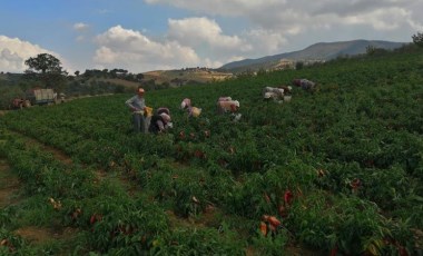 Erzincanlı çiftçilerin yeni favorisi: 800 bin adet dikildi