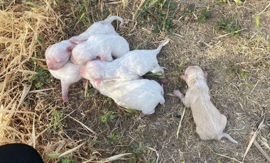 Çöp konteynerine atılan çuvaldan 6 köpek yavrusu çıktı