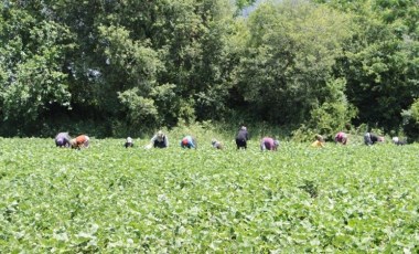 Payas'ta hasat başladı: Tarlada 50 TL’ye satılıyor