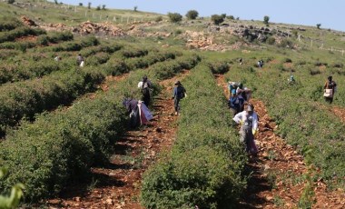 Mardin'de hasat başladı! Berdan Mardini'nin fabrikasında işlenecekler! 60 dönümde başlamışlardı şimdi 600 dönümde üretiyorlar