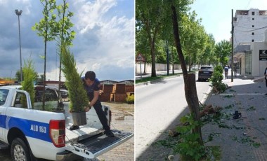 Esnafa, kestiği ağaç için 5 fidan hibe cezası