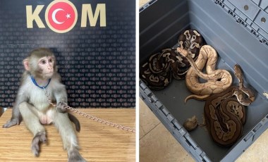 İstanbul'da hayvan kaçakçılığı operasyonu: Komodo ejderi, yavru timsah, parmak maymun, tarantula...