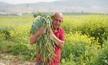 'Araban sarımsağı'nda hasat vakti:  70 bin ton rekolte bekleniyor