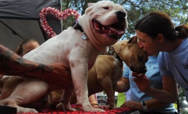 Sahibi olduğu köpeklerin saldırısına uğrayan kadın hayatını kaybetti