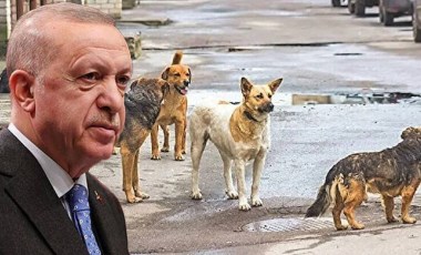 'Sokak Hayvanları' için 4 Bakanlığın hazırladığı çalışma AKP'ye sunuldu: 'Uyutulma' gündemde...