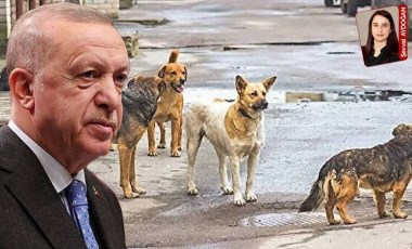 ‘Hayvanların toplatılması zaten öldürülmesi demek’