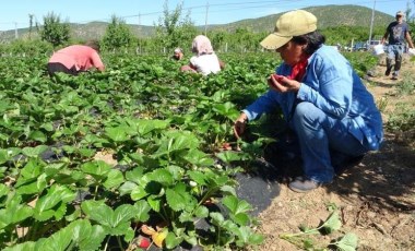 5 dönümle başladı siparişlere yetişemiyor: Kilogramı 60 TL'den satılıyor