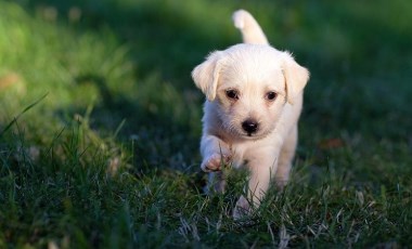 Köpek sahiplenmek isterken dolandırıldı