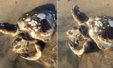 Edirne’de sahile ölü caretta caretta vurdu