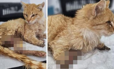 Kayseri'de vahşet: 3 ayağı kesilmiş halde bulunan kedi öldü