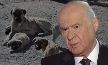 MHP Genel Başkanı Bahçeli'den 'sokak hayvanları' açıklaması