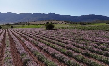 Burdur'da tarlalar mora büründü: Litre fiyatı bin TL