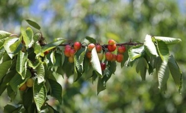 Malatya'nın tescilli lezzetinde bu sezon 800 ton rekolte bekleniyor