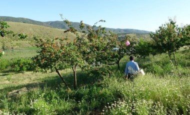 Deprem bölgesinde erkenci kayısının hasadı başladı