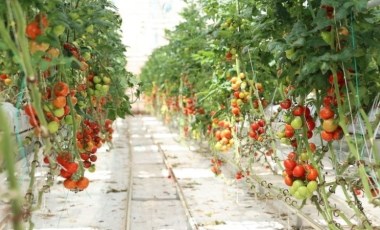 Sivas'tan İtalya'ya gönderiliyor: Enerjiden üretilen ısı domatese dönüşüyor