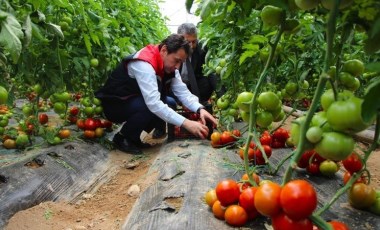 Amasya'da hasat başladı: 100 bin ton rekolte bekleniyor