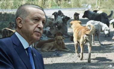 Erdoğan'dan 'uyutma' açıklaması: Sokak hayvanları düzenlemesini anlattı