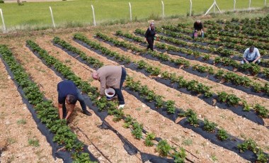 Bursa'daki işini bırakıp köyüne döndü: Yılda 65 ton üretim yapıyor...