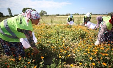 'Şifa Bahçesi'nde ilk hasat yapıldı