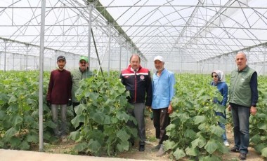 6 dekarlık alanda üretime başlamıştı... İlk hasat yapıldı