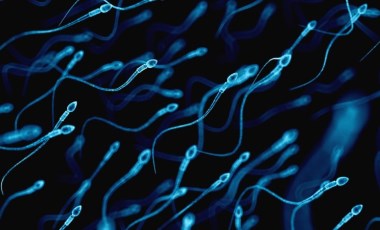 İnsan ve köpek testislerinde tespit edildi: Sperm sayısını etkiliyor