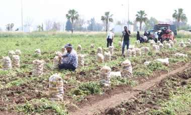 Adana'da hasat durdu! 220 bin ton ürün tarlada kaldı...