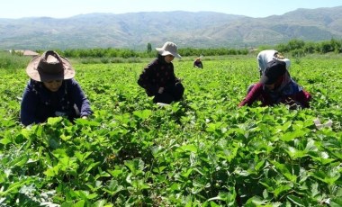 Malatya’da 'kırmızı elmas’ hasadı başladı! Yılda 7 kez toplanıyor....