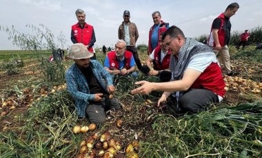 Şanlıurfa'da hasat başladı: Dekarda 6 ton ürün alınıyor