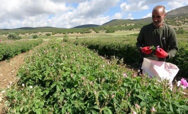 Isparta'da hasat erken başlıyor! 12 bin ton rekoltenin bekleniyor...