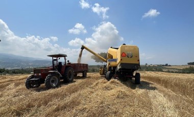 Baharda ekilmişti! Hatay'da hasat başladı...