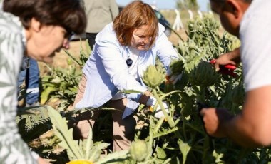 Didim'de hasat başladı: 800 kilo ürün tek tek toplandı