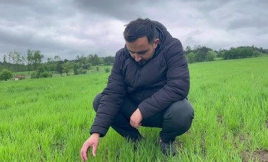 12 bin yıllık ata tohumu, 12 bin dekar alanda ekiliyor! Ağustos ayında hasat ediliyor...