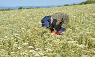 Denizli’de ürünler çiftçinin elinde kaldı: Kilosu 15 TL!