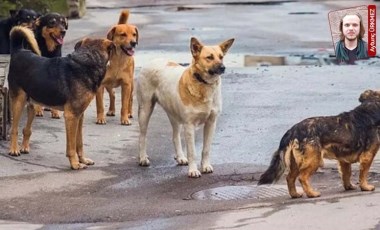 Barınaktan hayvanları taşıyan şüphelilerden ifade: 'Köpekleri belediye verdi'