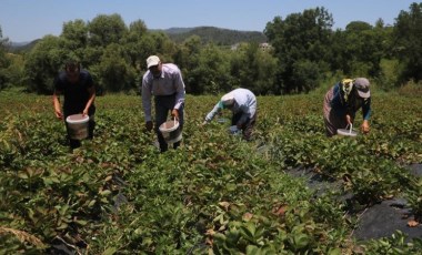 Türkiye'nin en güneyinde hasat başladı: Gün doğmadan tarlaya gidiyorlar!