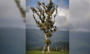 'Yürüyen ağaç' yılın ağacı seçildi