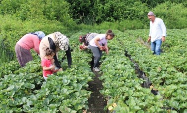 Müşteriler kendi hasat ediyor: 30-40 ton rekolte bekleniyor