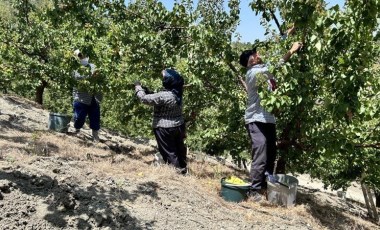 Kavurucu sıcakta zorlu hasat: Tarlada 30 TL...