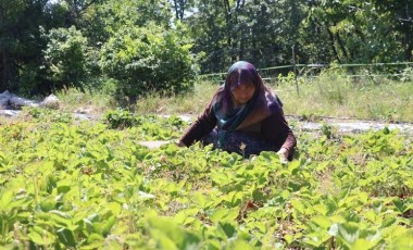 60 yaşından sonra çiftçi oldu! Kocasından miras kalan tarlada üretiyor: 2 ton rekolte bekliyor...