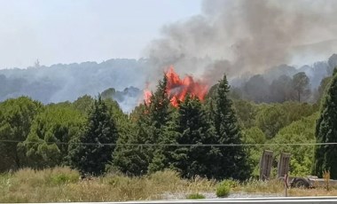 Son Dakika... Bornova’da orman yangını!