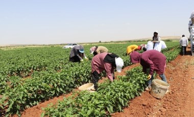 Kilis'te  hasat başladı: Fiyatı 5 kat arttı