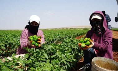 Kilis'te hasat kavurucu sıcak altında yapılıyor! Kilosu tarlada 25 TL...