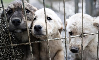 Veterinerlerden ‘kuduz’ açıklaması: ‘‘Kuduz riski artıyor’ demek doğru değil’