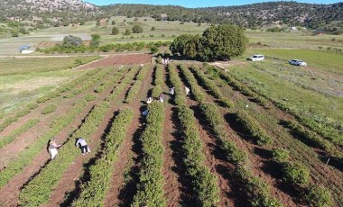 Özelliği susuz yetiştirilmesi! Isparta'nın köylerinde üretiliyor, kilosu 15 bin Euro'dan satılıyor!