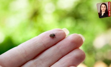 Havaların ısınmasıyla artan kene vakaları hakkında uzmanlar uyarılarda bulundu: 15 kişi yaşamını yitirdi