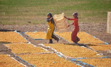 40 bin ailenin geçim kaynağı: 107 bin 517 ton rekolte bekleniyor