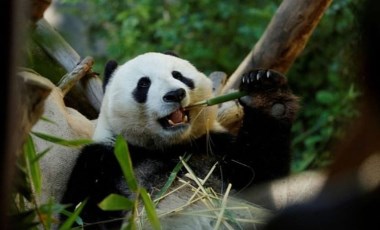 Çin, Avustralya'ya yeni bir çift dev panda gönderme sözü verdi