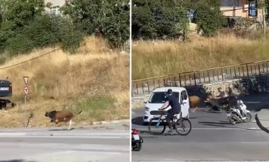 Maltepe’de kaçan boğa sahibini yerde sürükledi