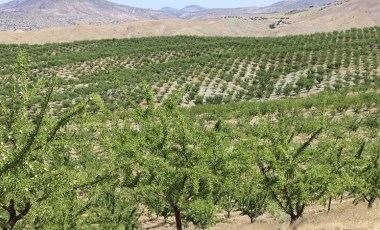 Elazığ'da  sabırlı bekleyiş sona eriyor:  5 yılda 200 bin fidan toprakla buluştu! İlk kez hasat edilecekler